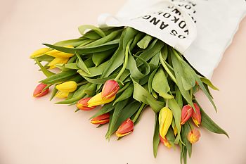 Тюльпаны – нежные весенние цветы