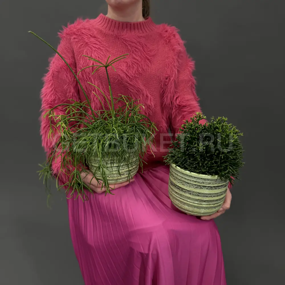 223763 Рипсалис в горшке в ассортименте