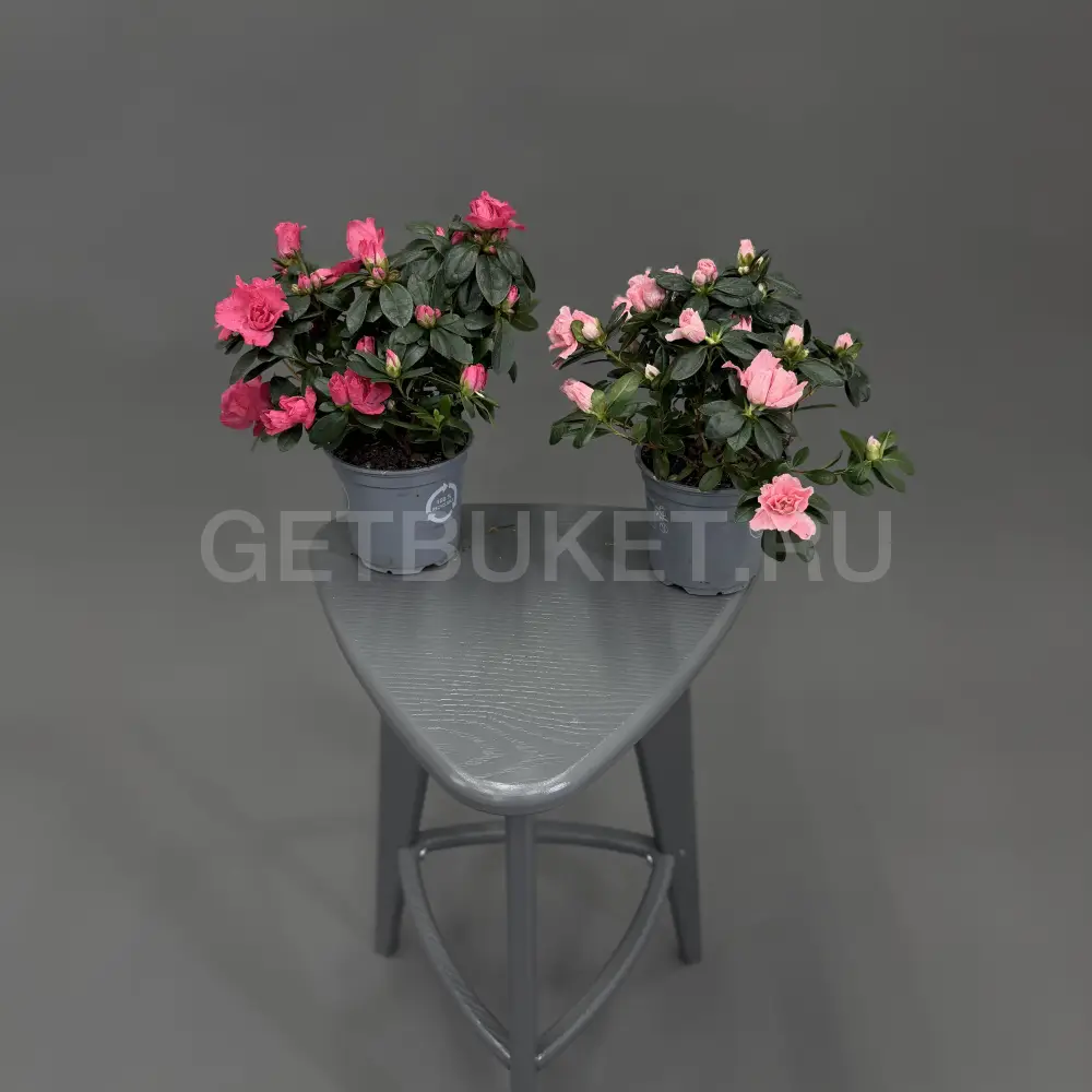 223754 Рододендрон