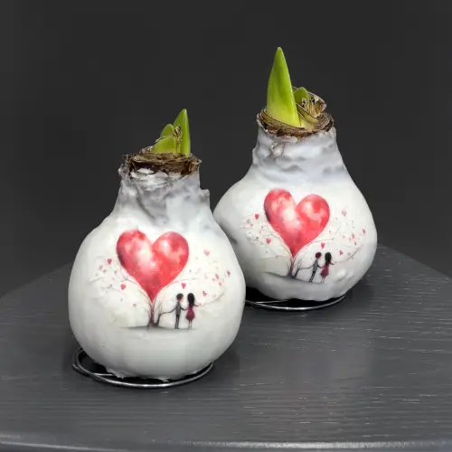 Луковицы амариллиса в ассортименте