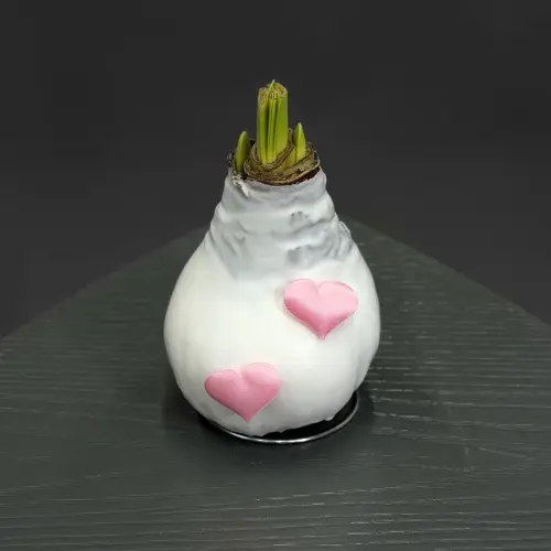 Луковицы амариллиса в ассортименте