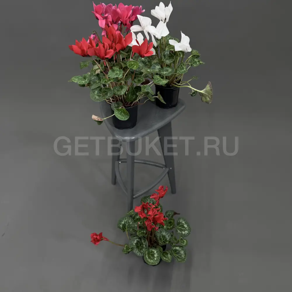 223751 Цикламен в ассортименте