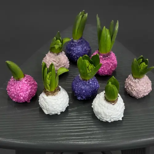 Луковицы гиацинта в ассортименте 