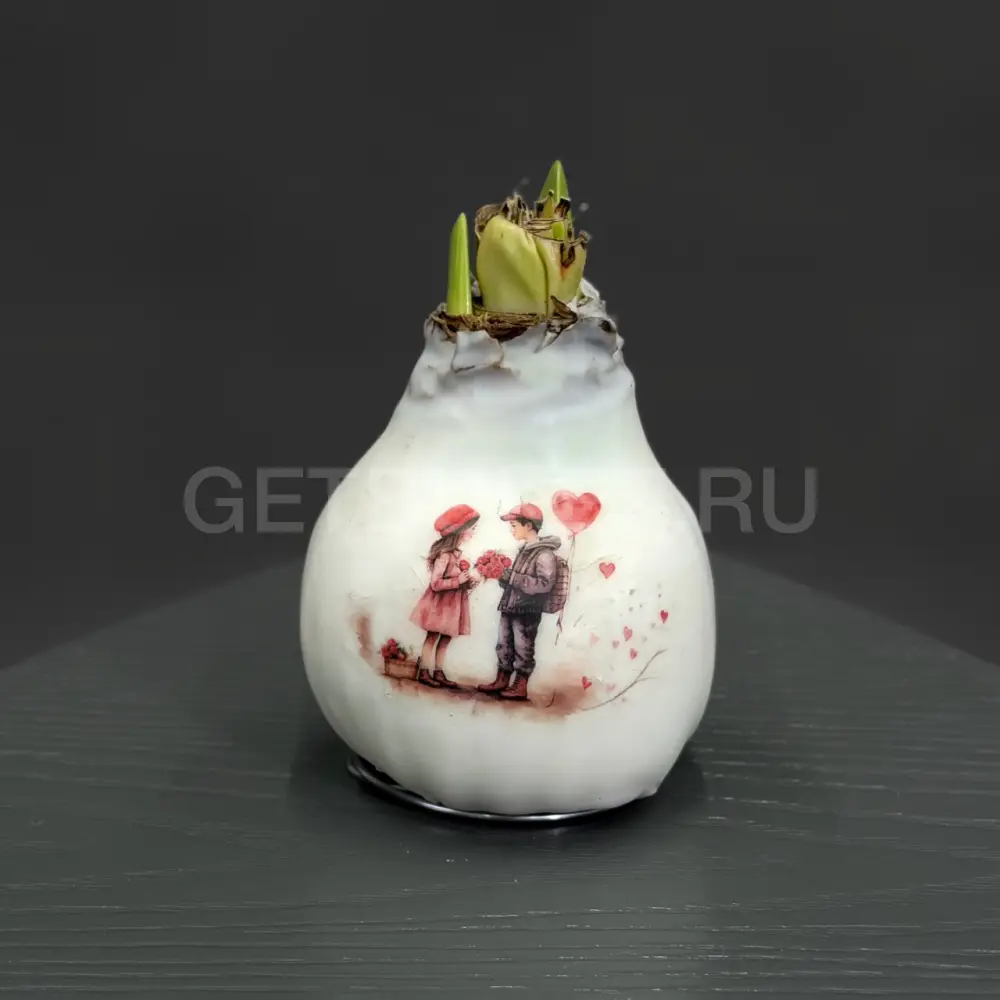 224592 Луковицы амариллиса в ассортименте