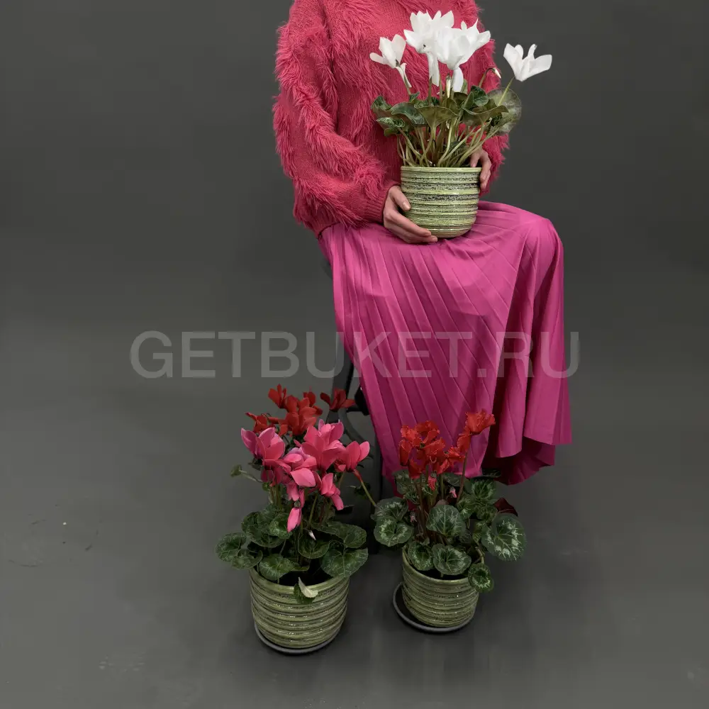 223759 Цикламен в горшке в ассортименте