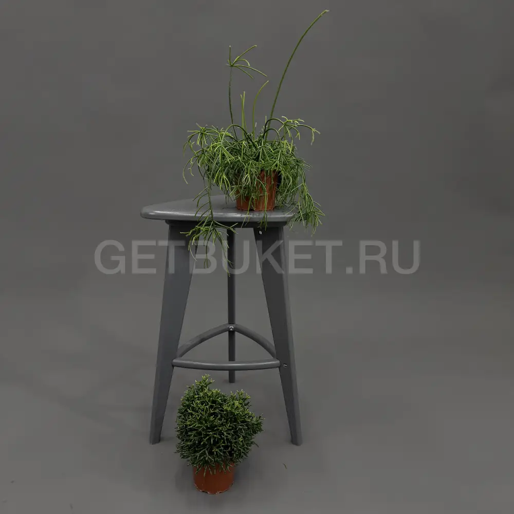 223753 Рипсалис