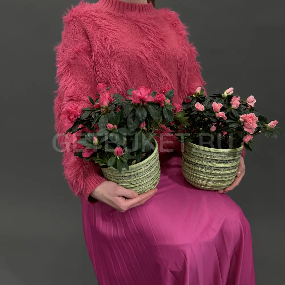 223764 Рододендрон в горшке в ассортименте