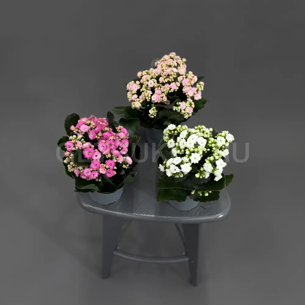 223752 Каланхое в ассортименте