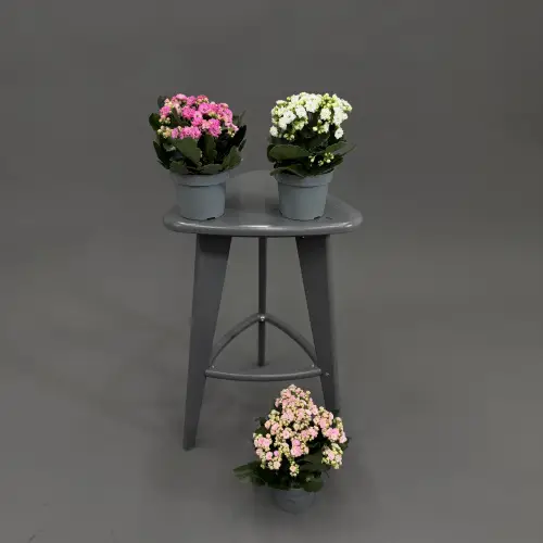 Каланхое в ассортименте